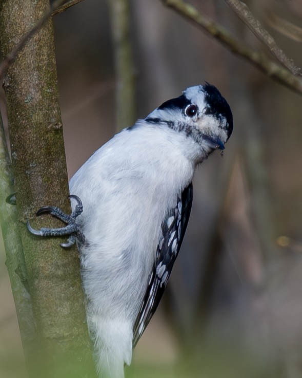 Downy Woodpecker - ML625381514