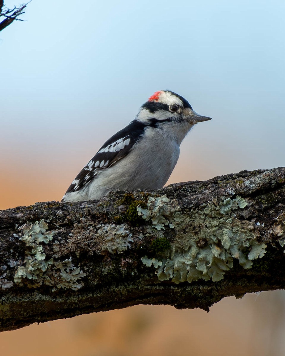 Downy Woodpecker - ML625381515