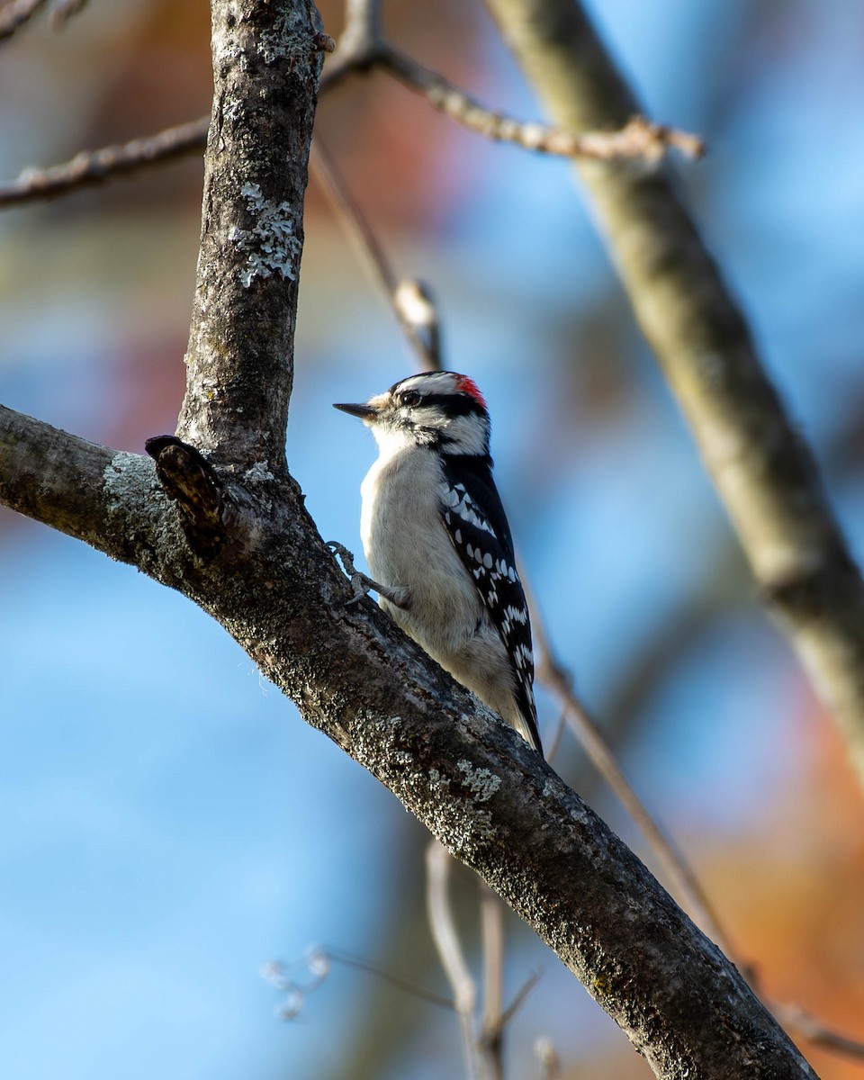 Downy Woodpecker - ML625381516