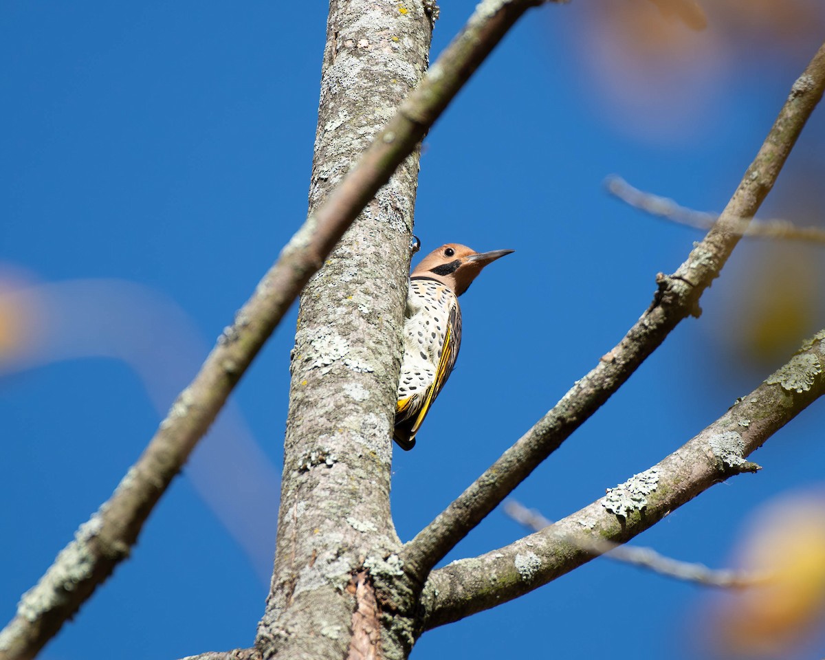 Northern Flicker - ML625381524