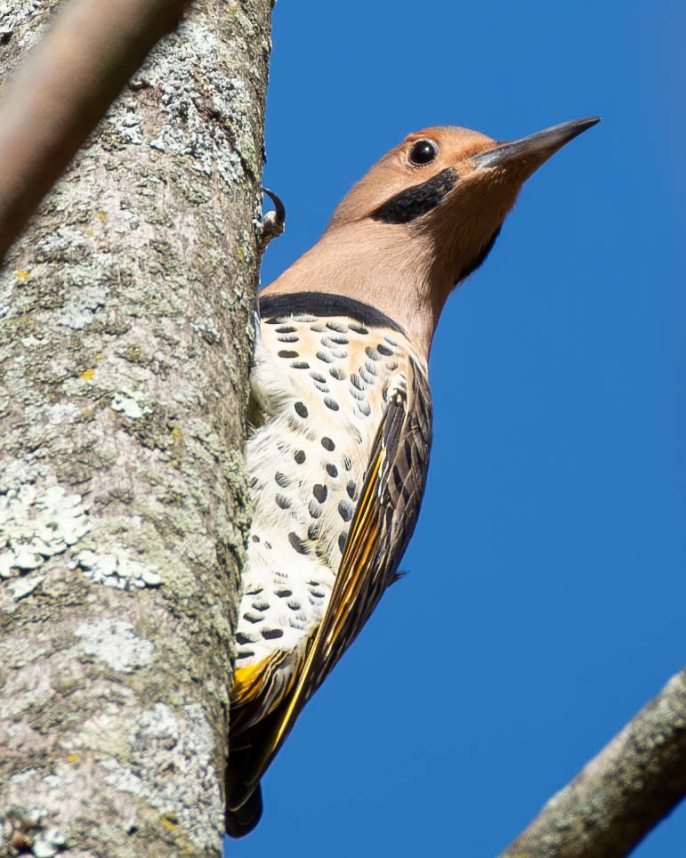 Northern Flicker - ML625381525