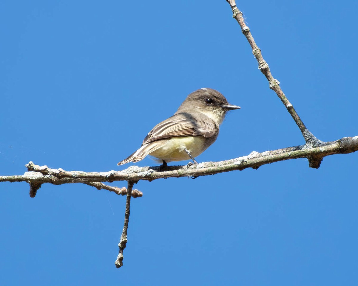 Eastern Phoebe - Andrew Nasuti