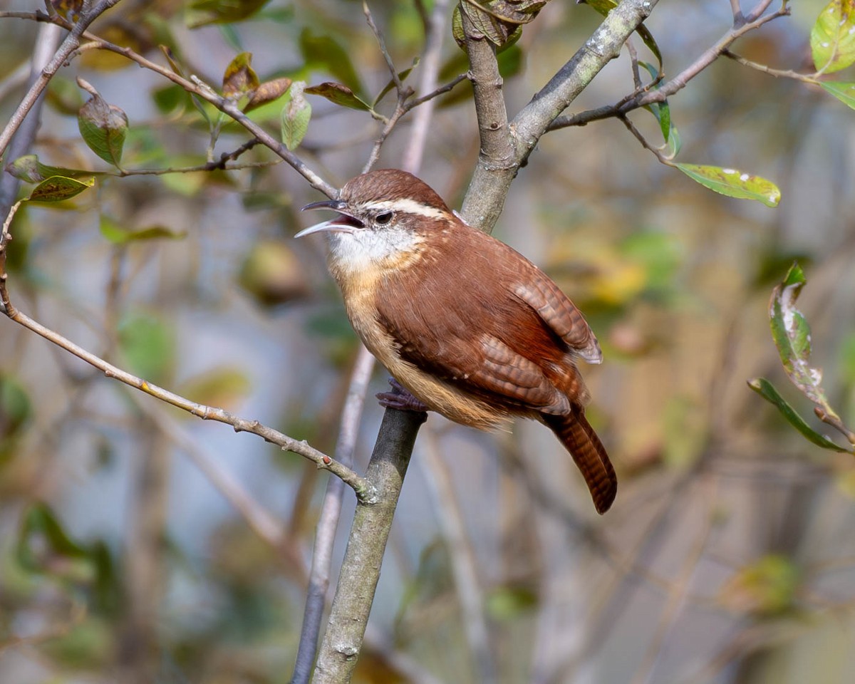 Carolina Wren - Andrew Nasuti