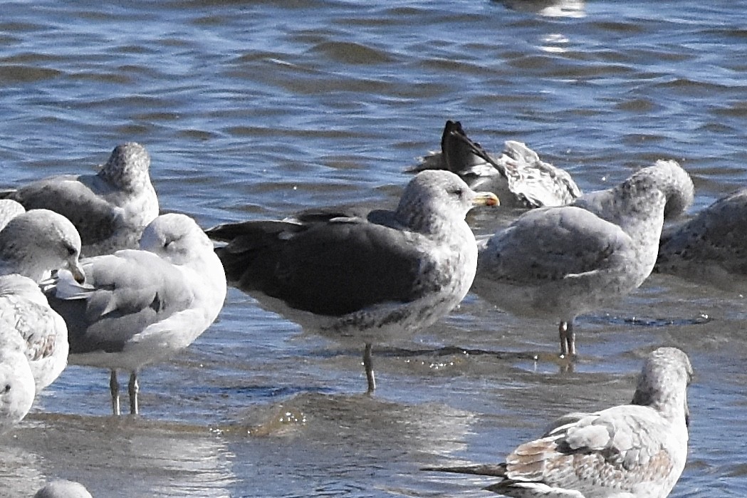 Lesser Black-backed Gull - ML625381538