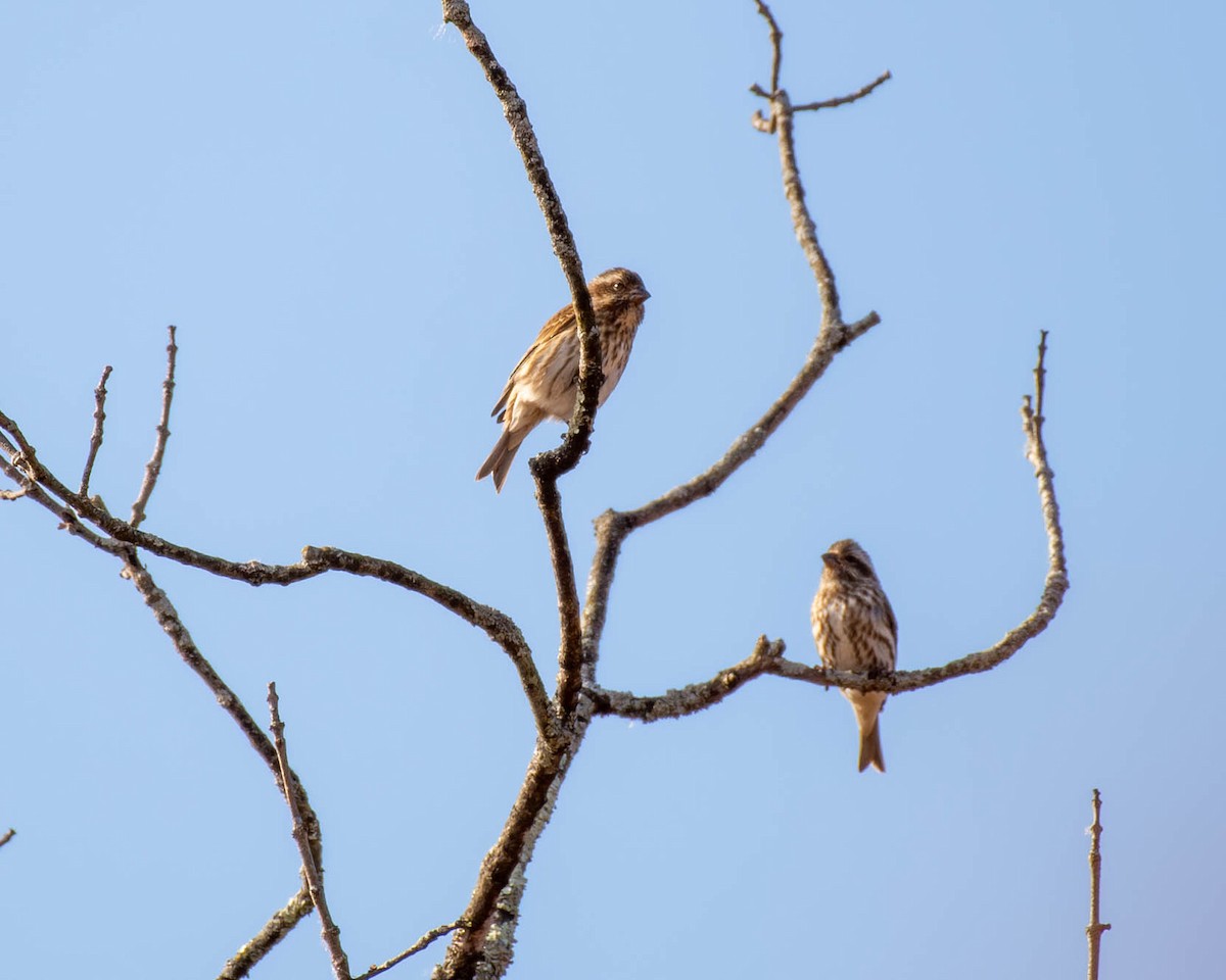 Purple Finch - ML625381539