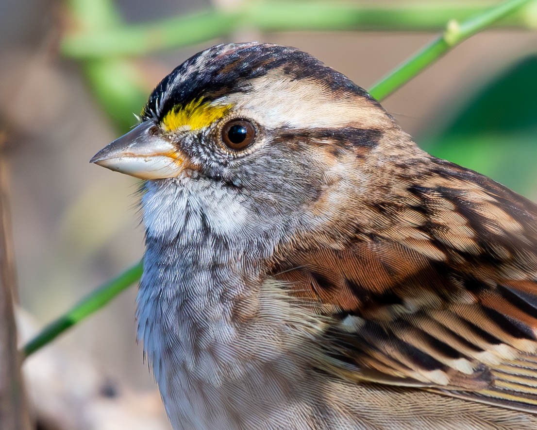 White-throated Sparrow - ML625381542