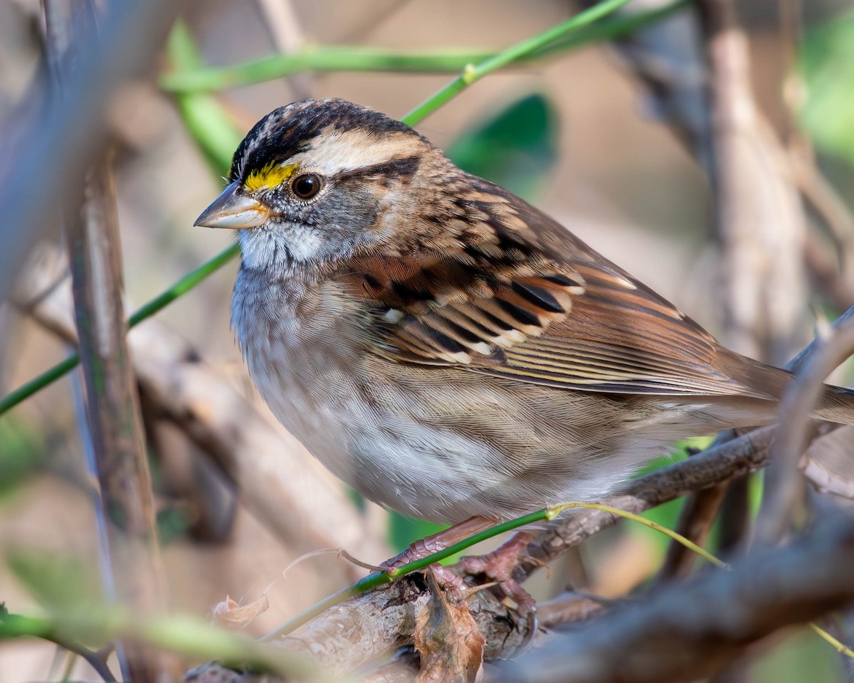 White-throated Sparrow - ML625381543