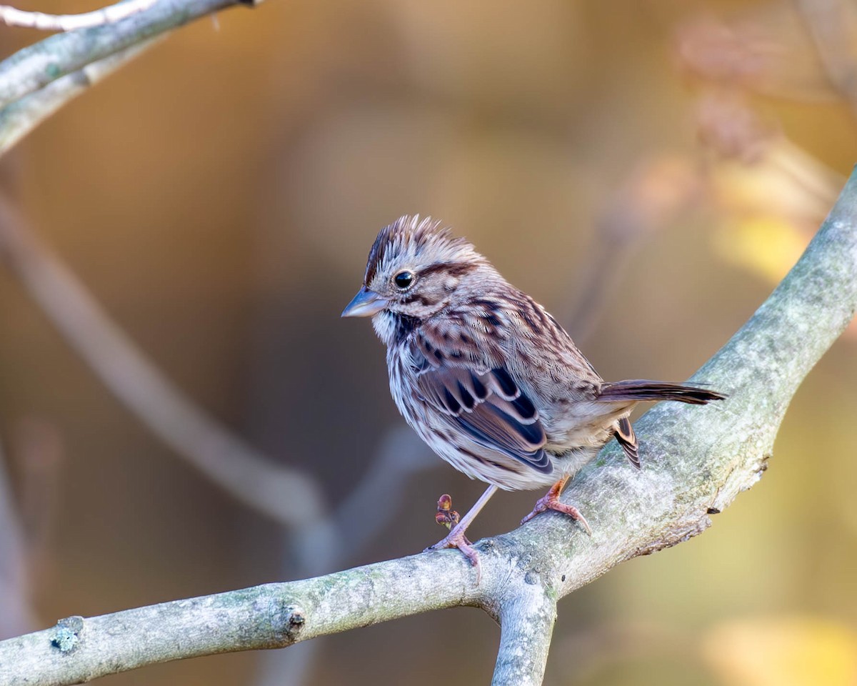 Song Sparrow - ML625381550