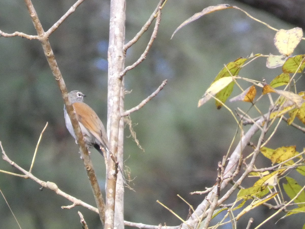 Brown-backed Solitaire - ML625381590