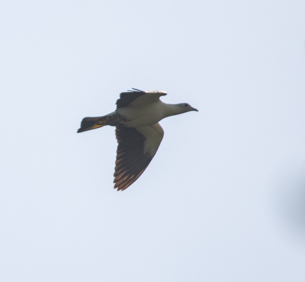 Torresian Imperial-Pigeon - Lindy Fung