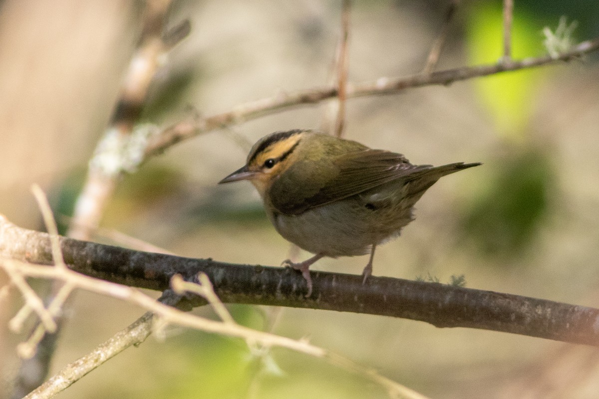 フタスジアメリカムシクイ - ML625381692