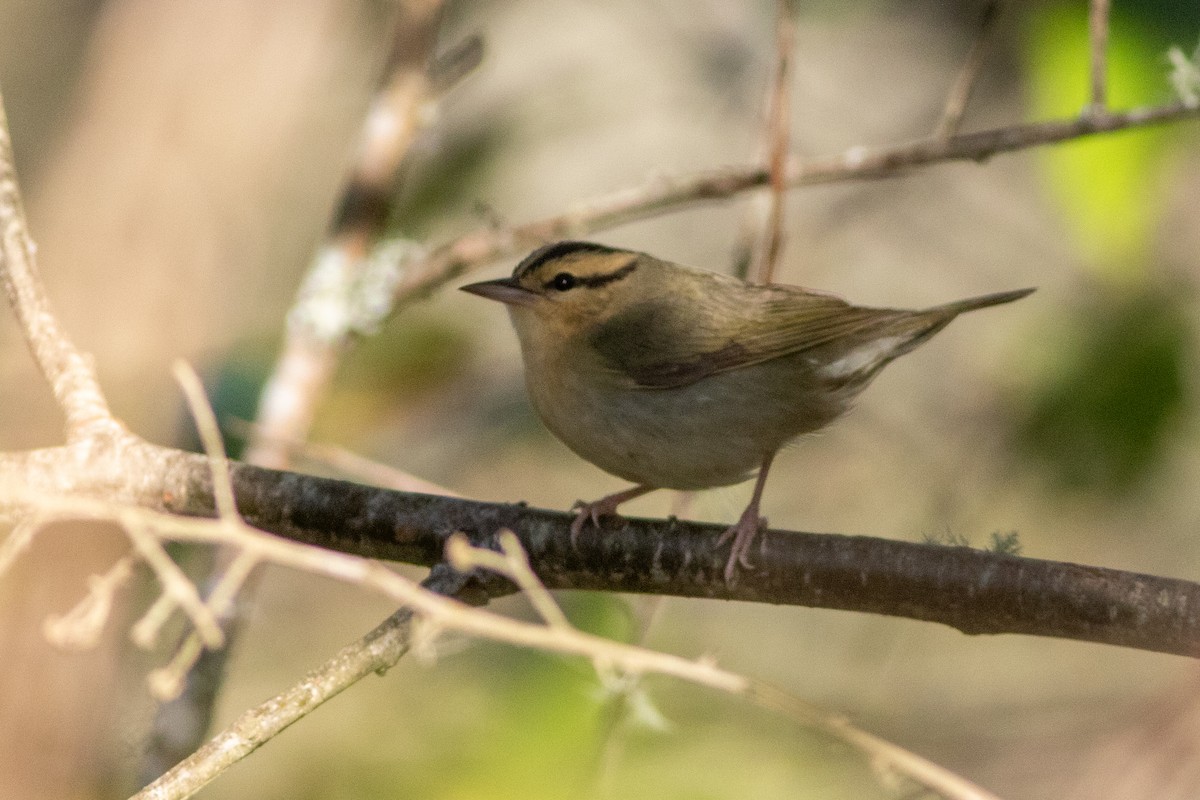 フタスジアメリカムシクイ - ML625381694