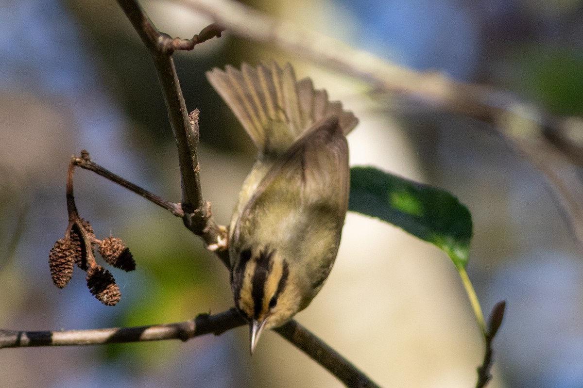 フタスジアメリカムシクイ - ML625381697