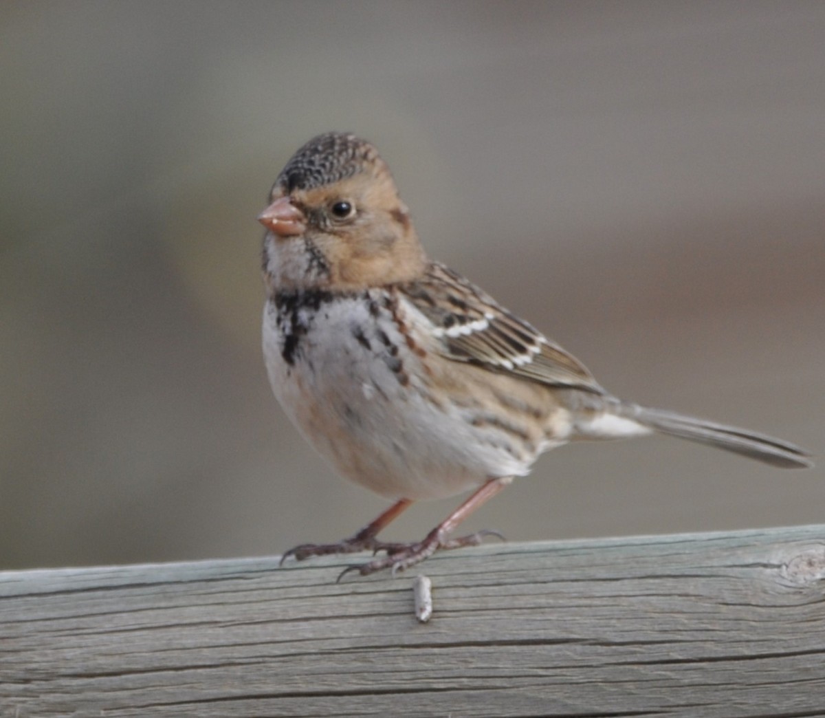 Harris's Sparrow - ML625381730