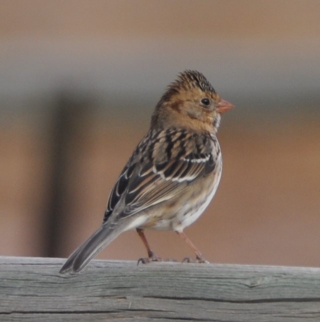 Harris's Sparrow - ML625381736