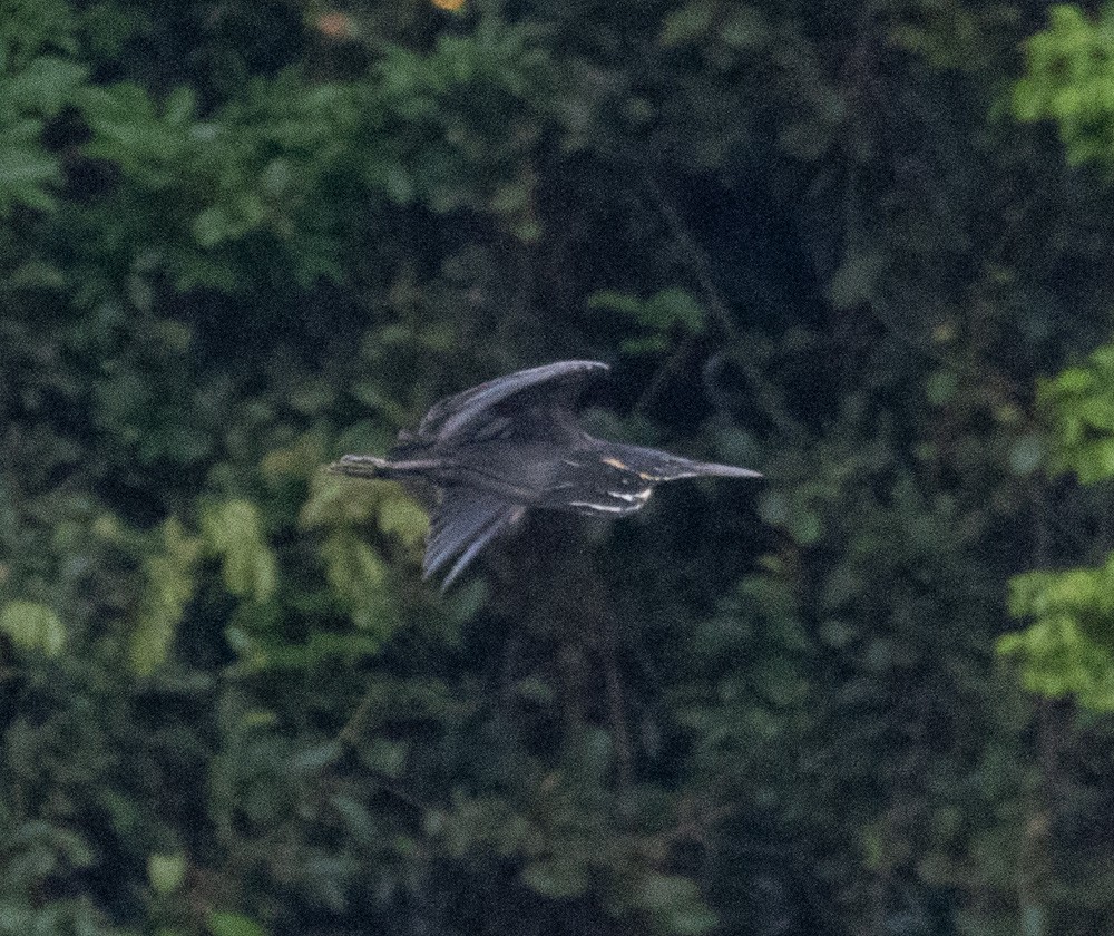 Black Bittern - Lindy Fung