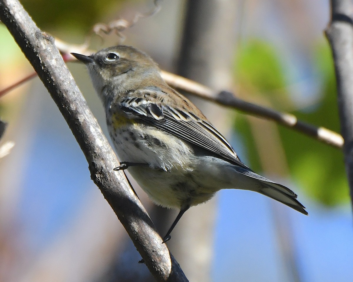 Yellow-rumped Warbler (Myrtle) - ML625381767