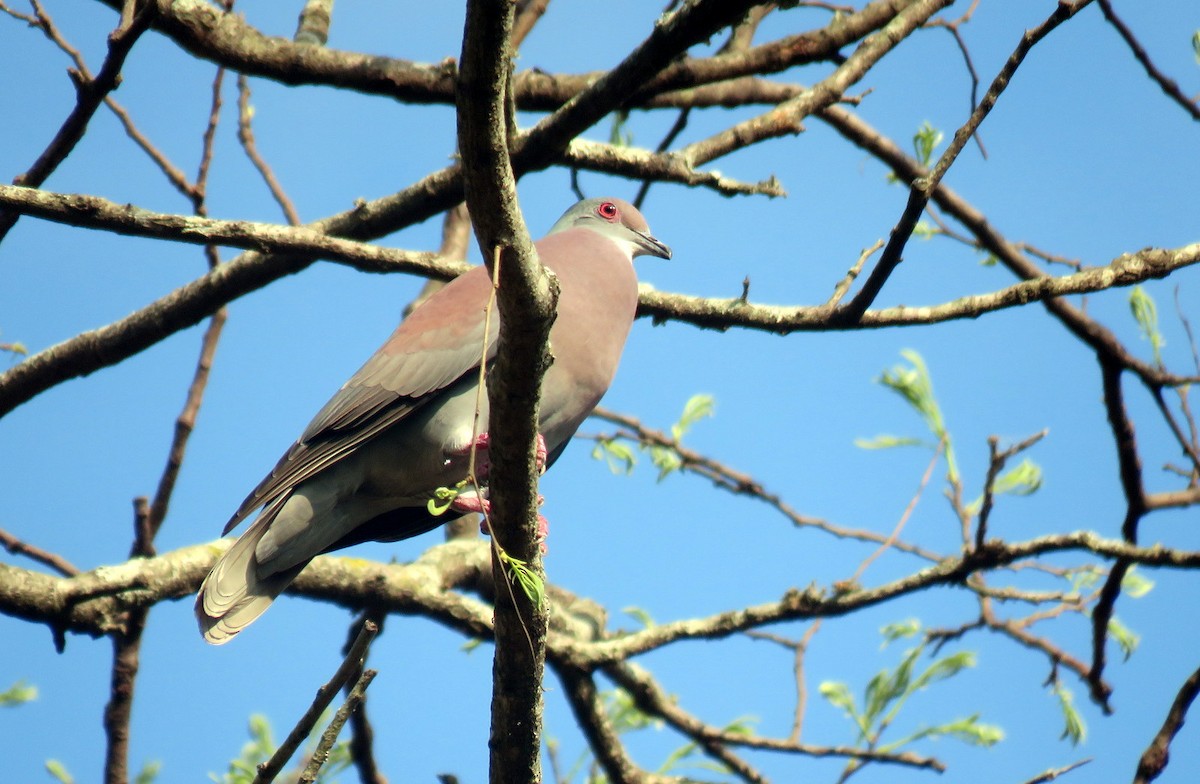 Pale-vented Pigeon - Diego Carús