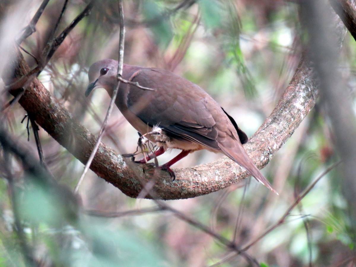 Large-tailed Dove - Diego Carús