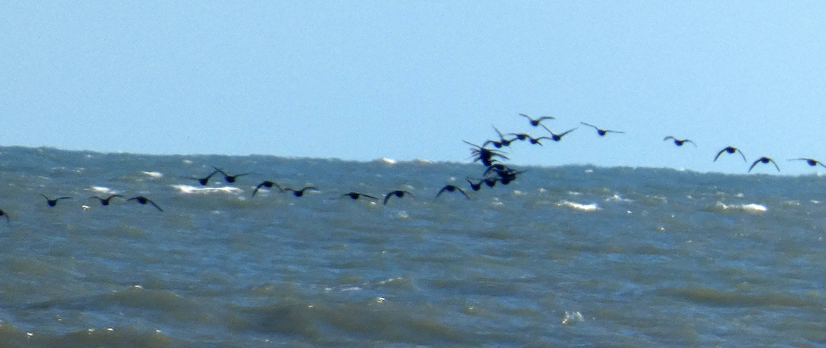 Black Scoter - ML625381801