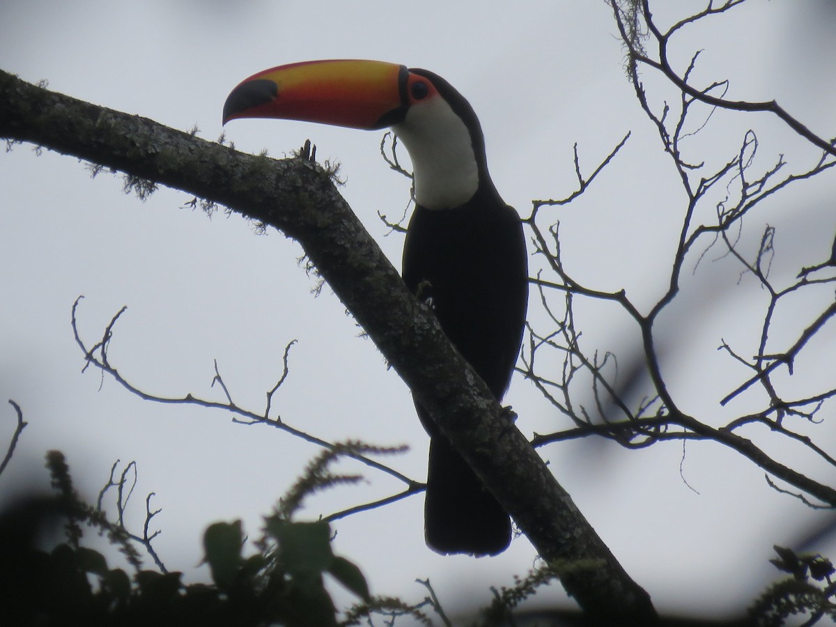 Toco Toucan - ML625381844