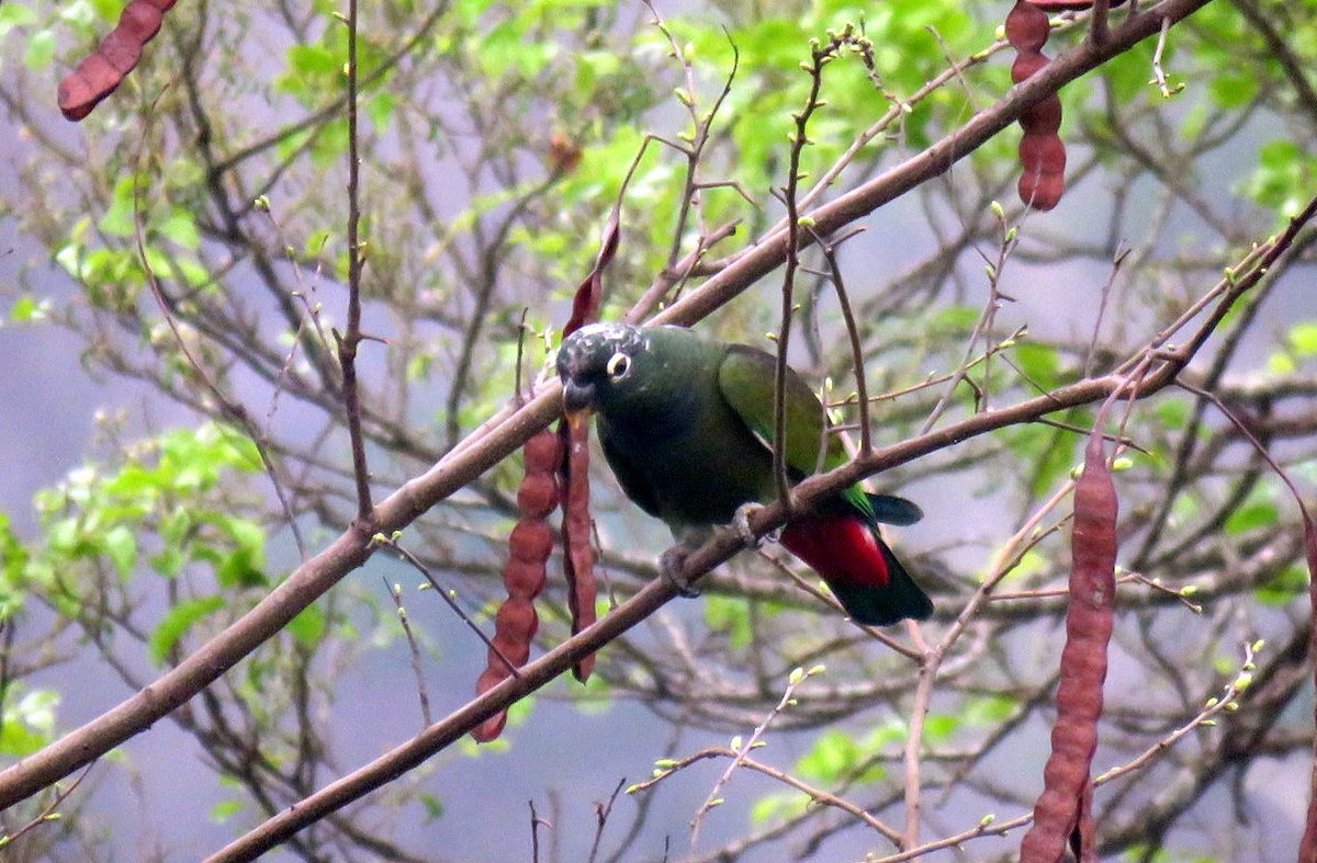 Scaly-headed Parrot - ML625381870