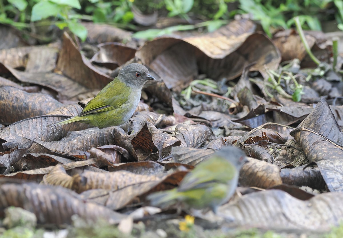 Dusky Chlorospingus - ML625382033