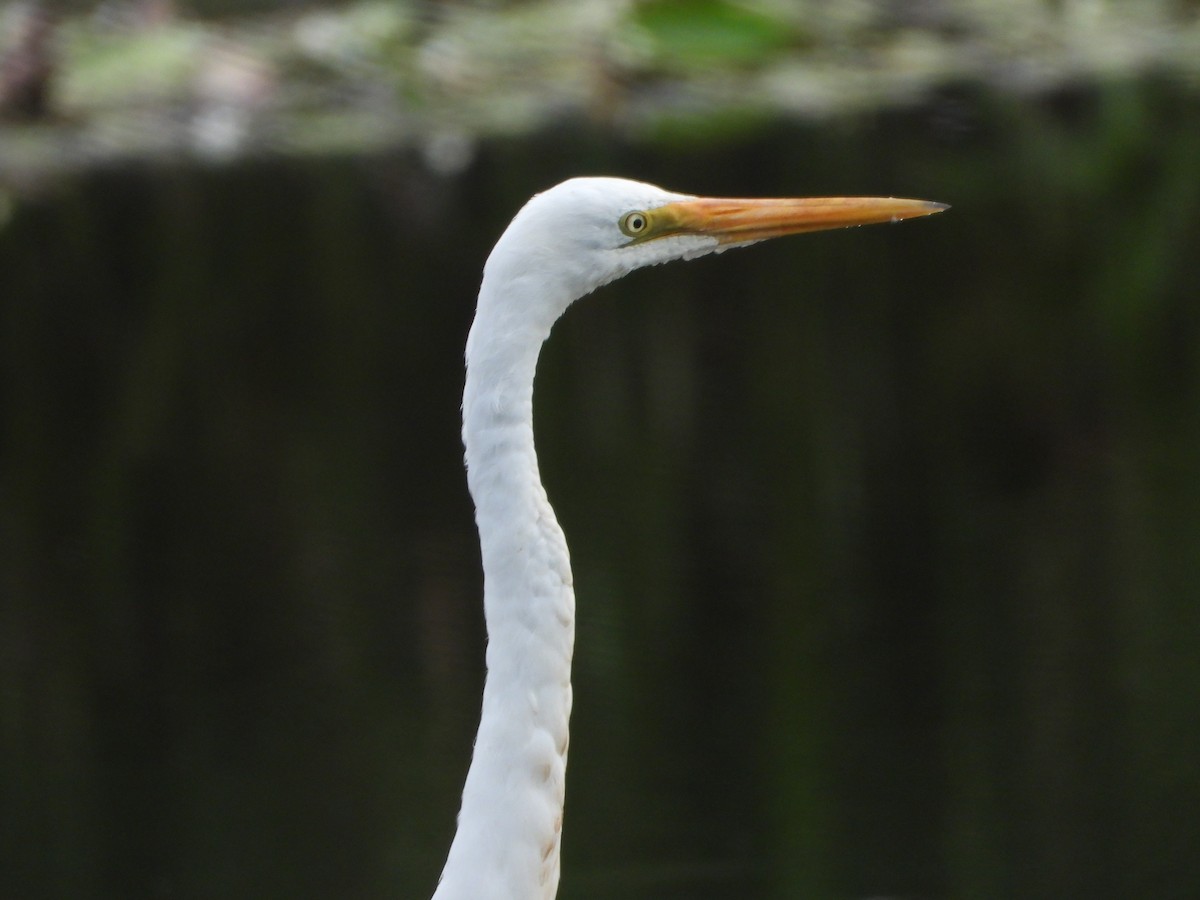 Great Egret - ML625382164