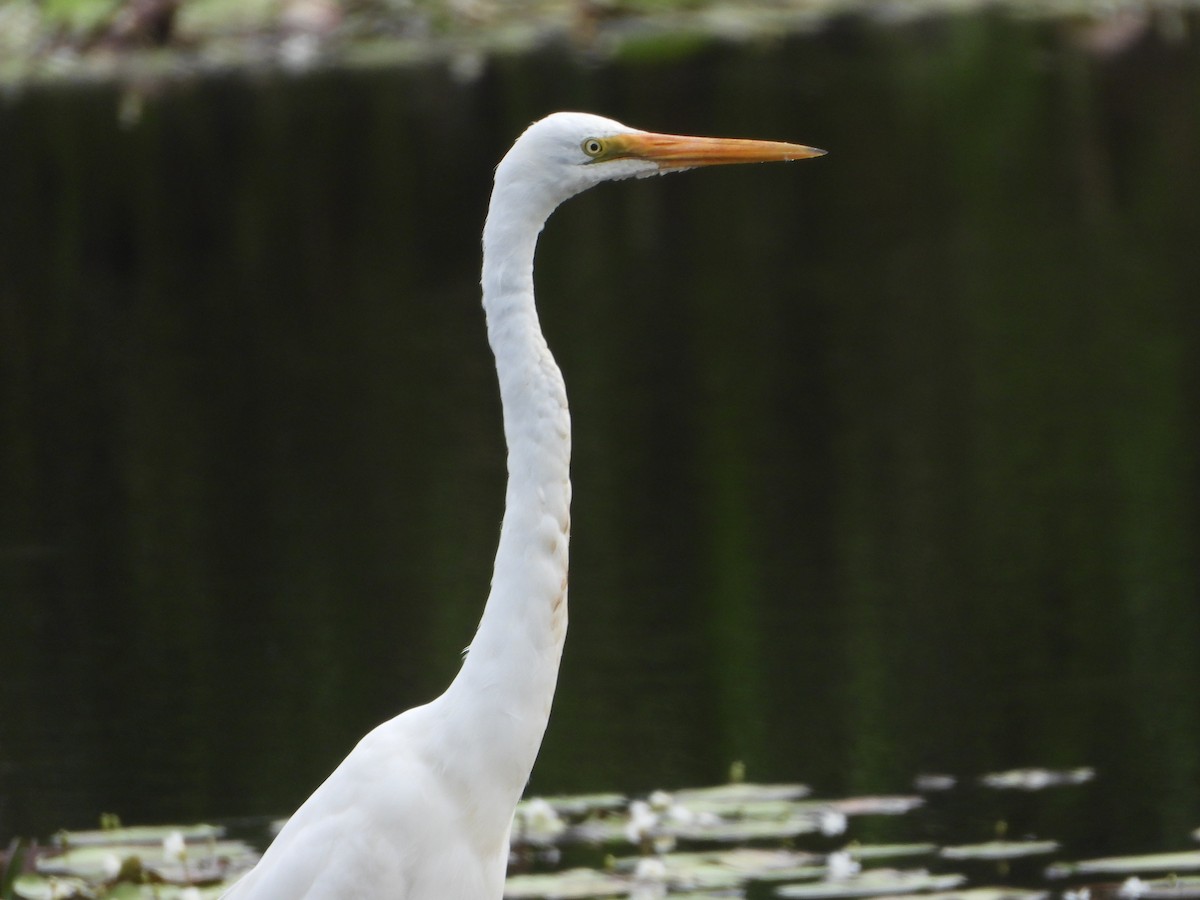 Great Egret - ML625382165