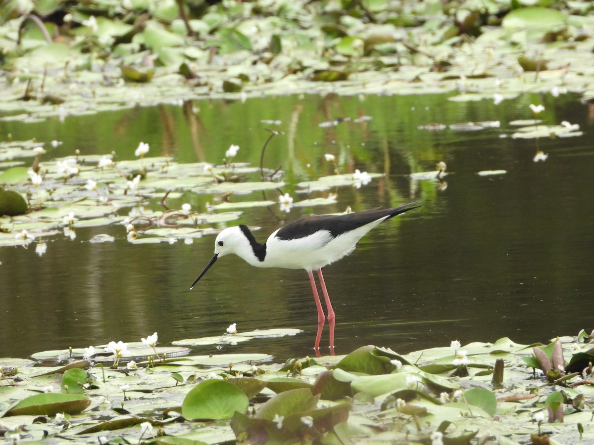 Pied Stilt - ML625382199