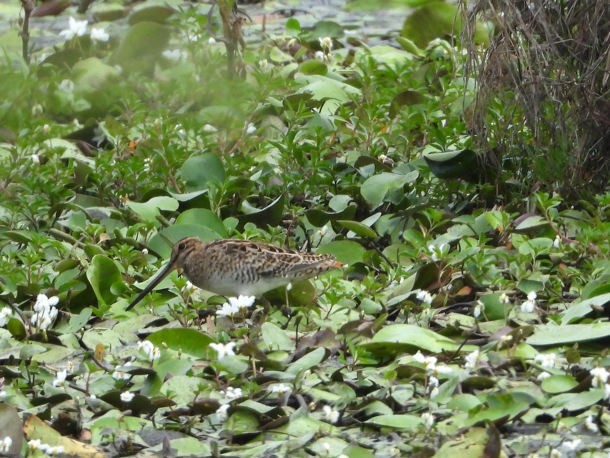 Latham's Snipe - ML625382224