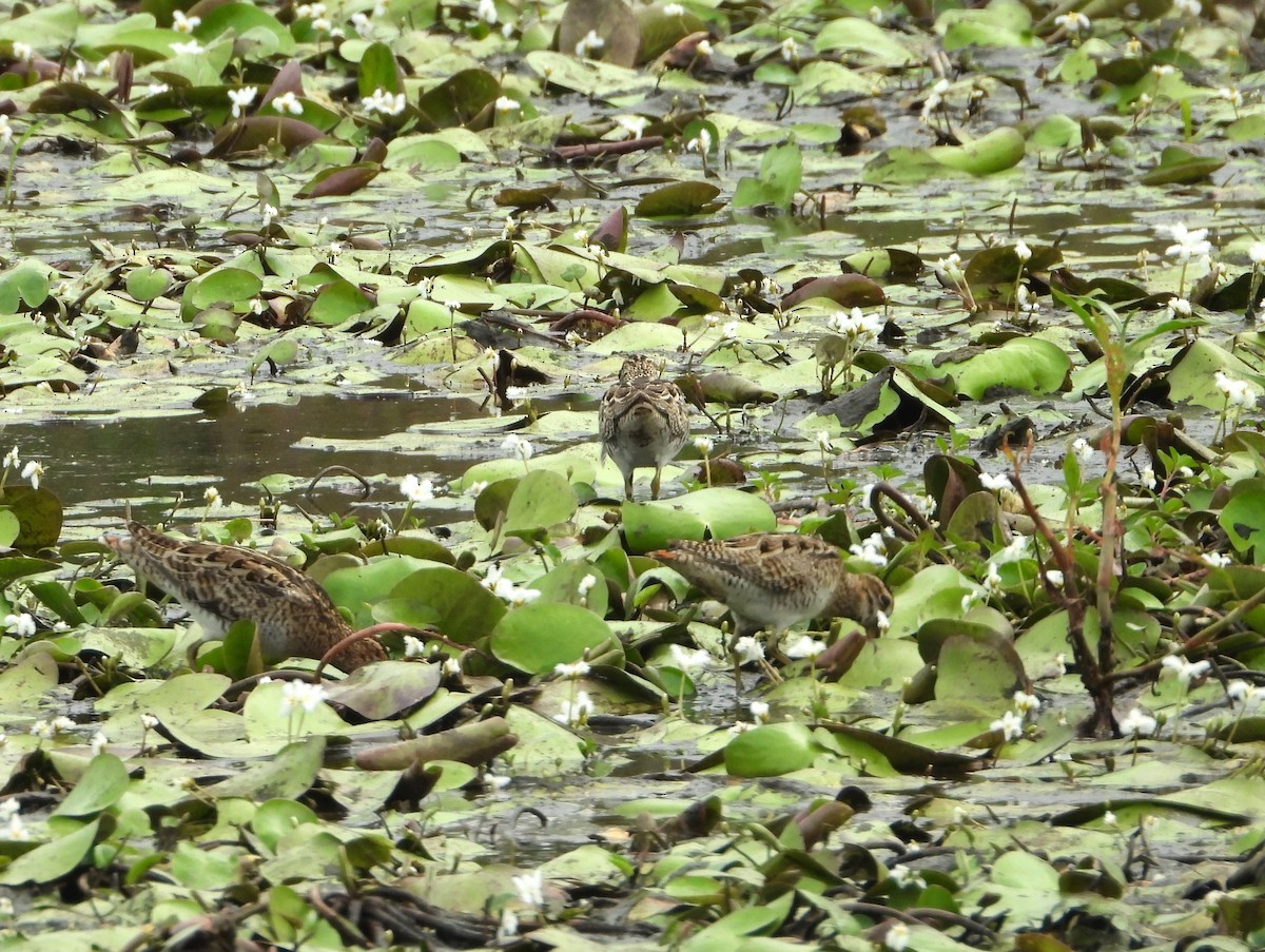 Latham's Snipe - ML625382225