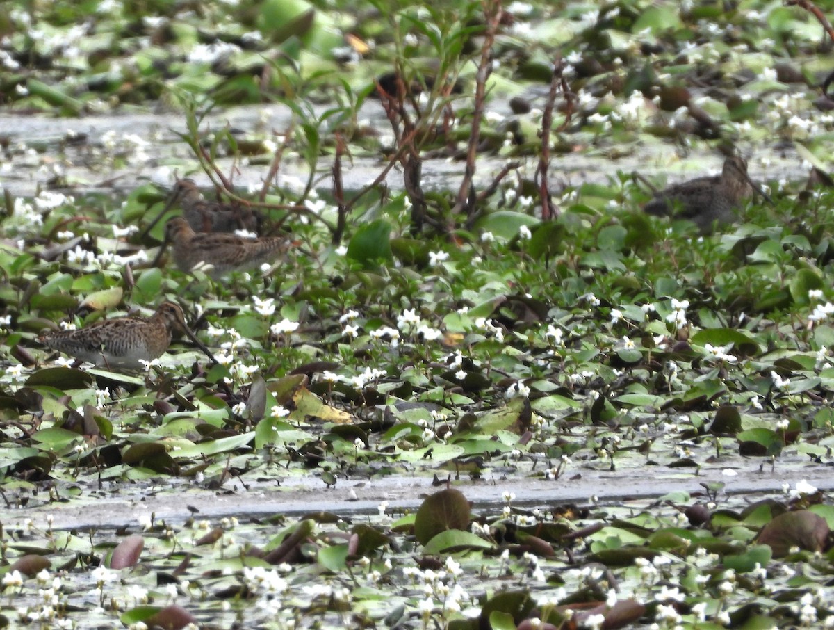 Latham's Snipe - ML625382226