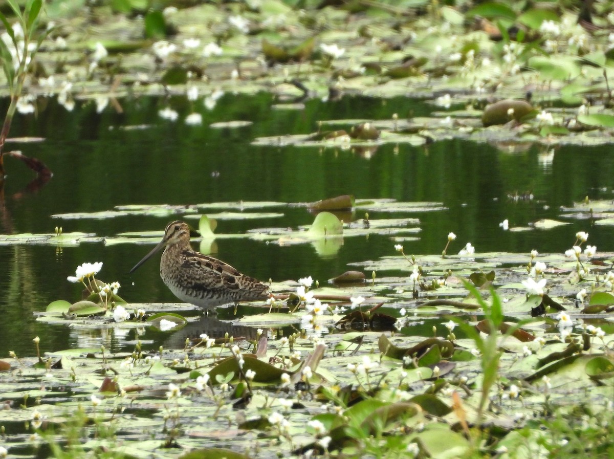 Latham's Snipe - ML625382227