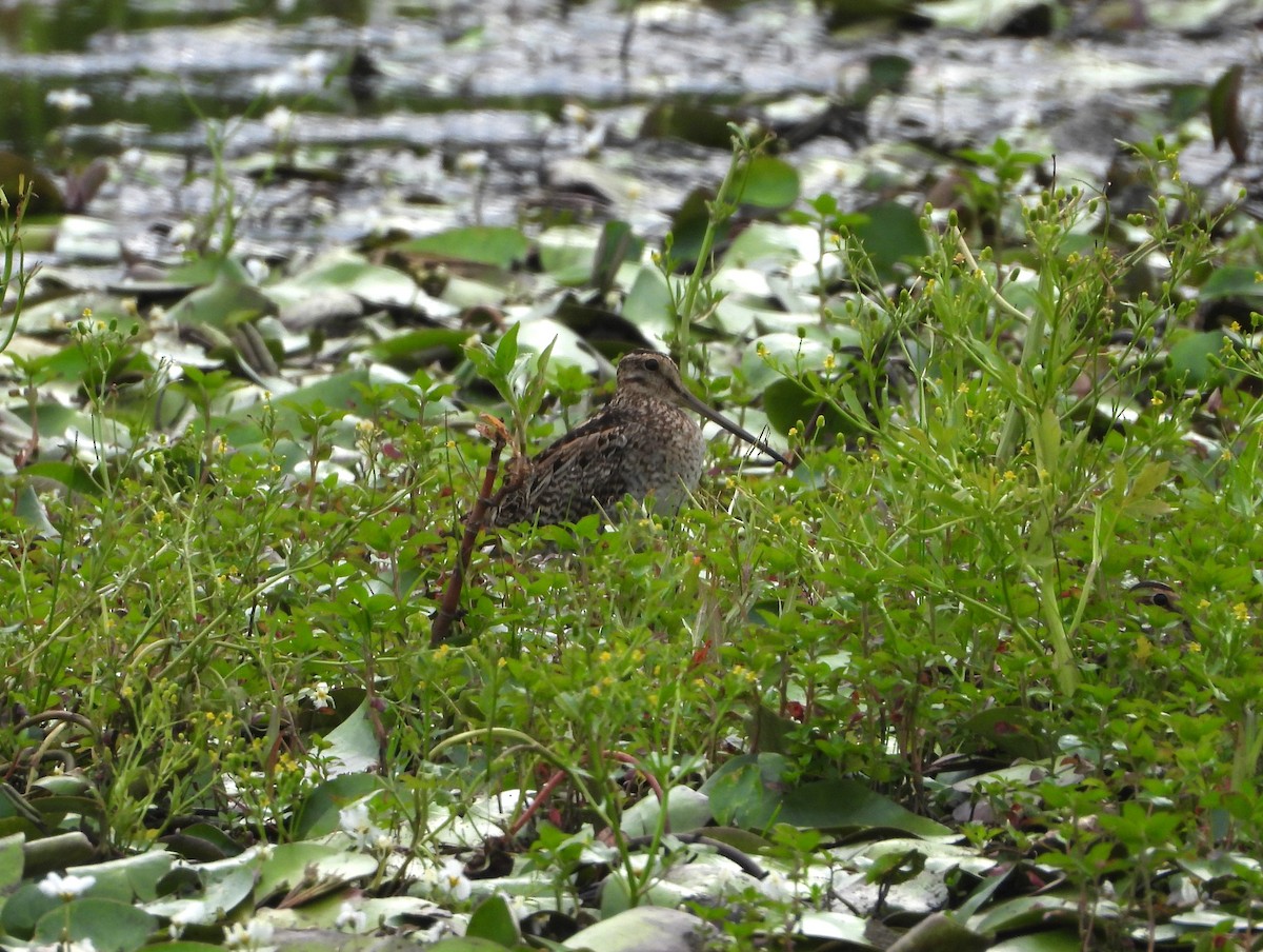 Latham's Snipe - ML625382228