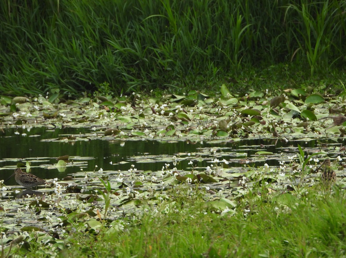 Latham's Snipe - ML625382229