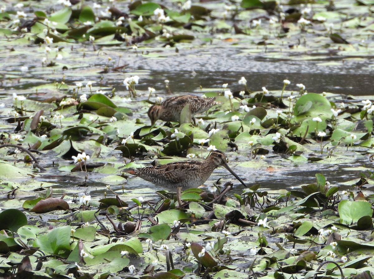 Latham's Snipe - ML625382230