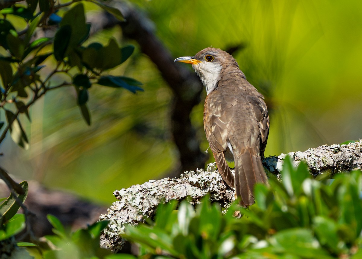 Yellow-billed Cuckoo - ML625382268