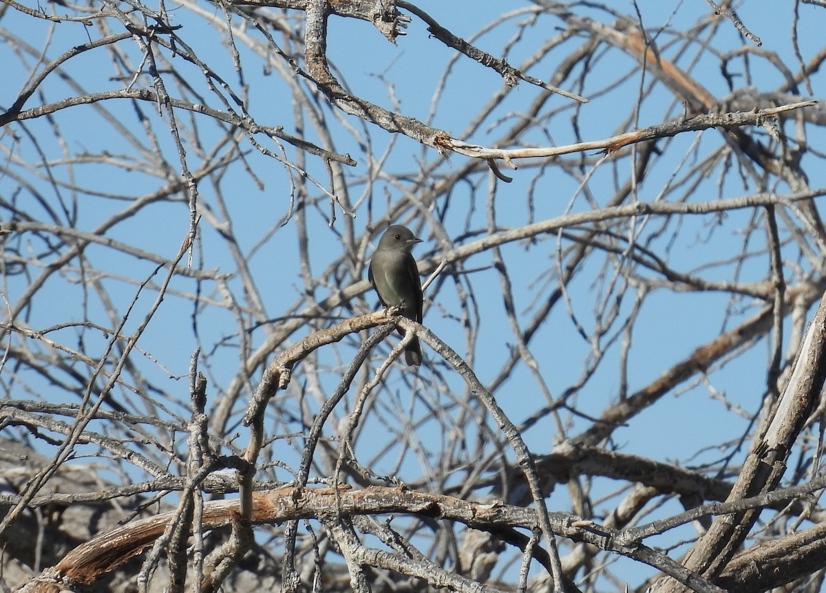 Western Wood-Pewee - ML625382288