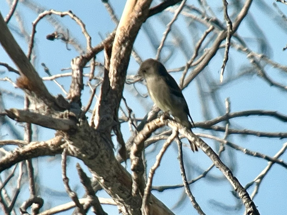 Western Wood-Pewee - ML625382322