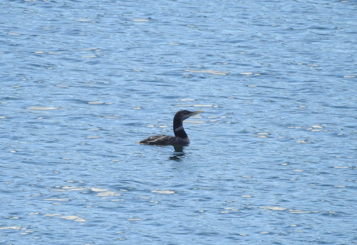 ハシジロアビ - ML625382340