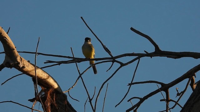 Thick-billed Kingbird - ML625382346