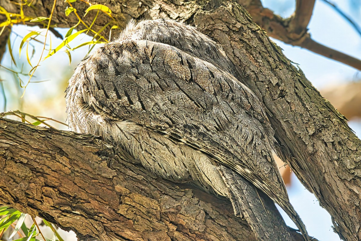 Tawny Frogmouth - ML625382398