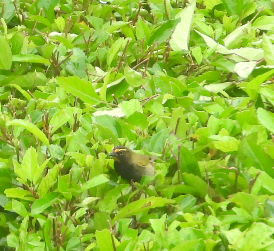 Yellow-faced Grassquit - ML625382438