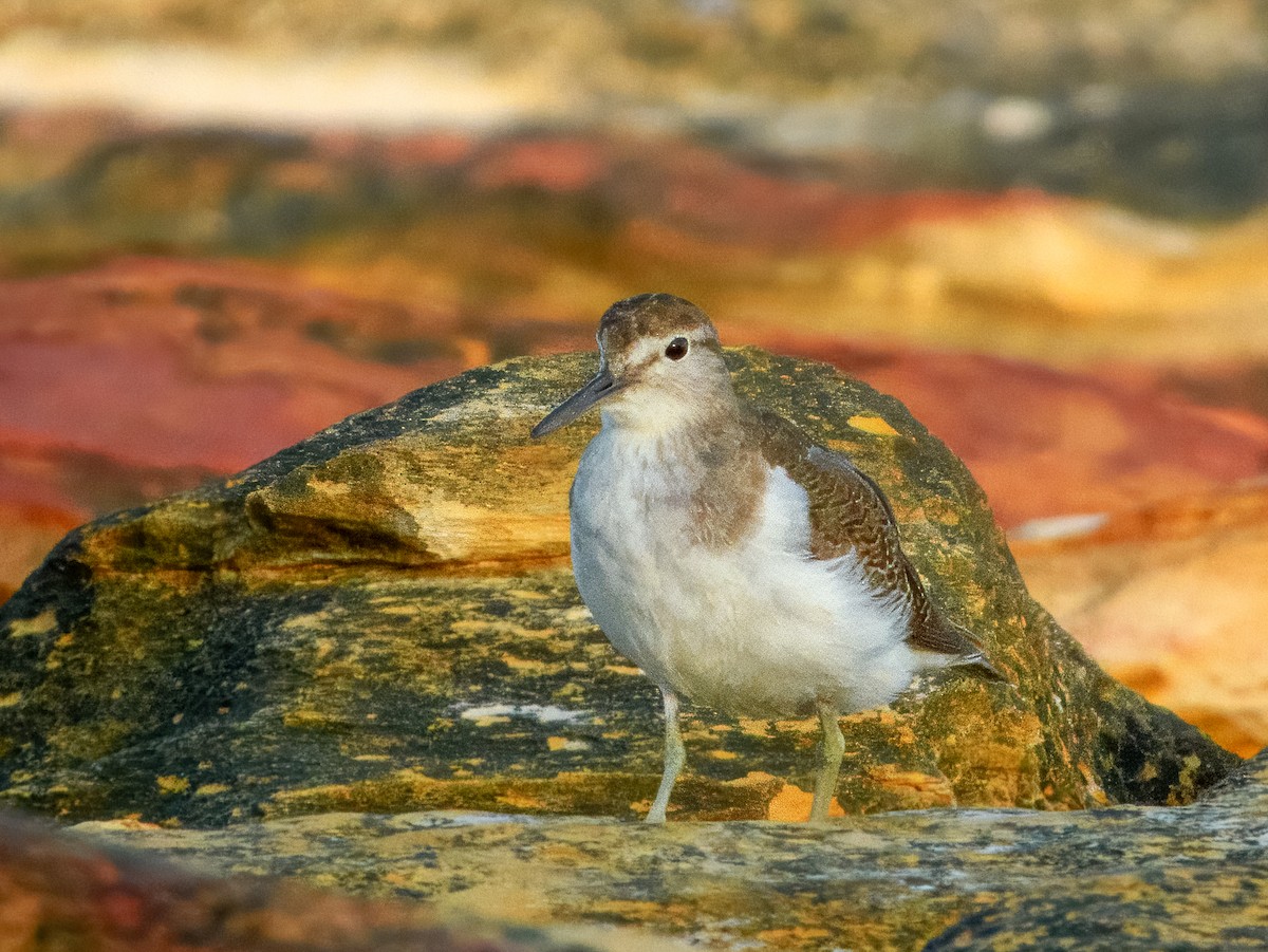 Common Sandpiper - Imogen Warren