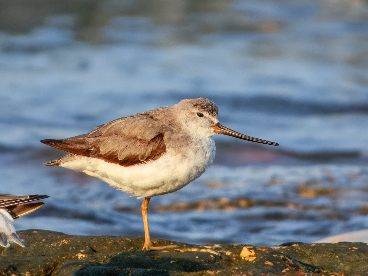 Terek Sandpiper - ML625382456