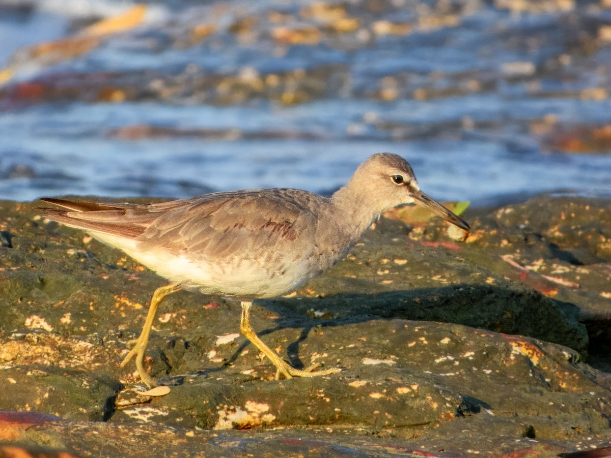 Gray-tailed Tattler - ML625382458