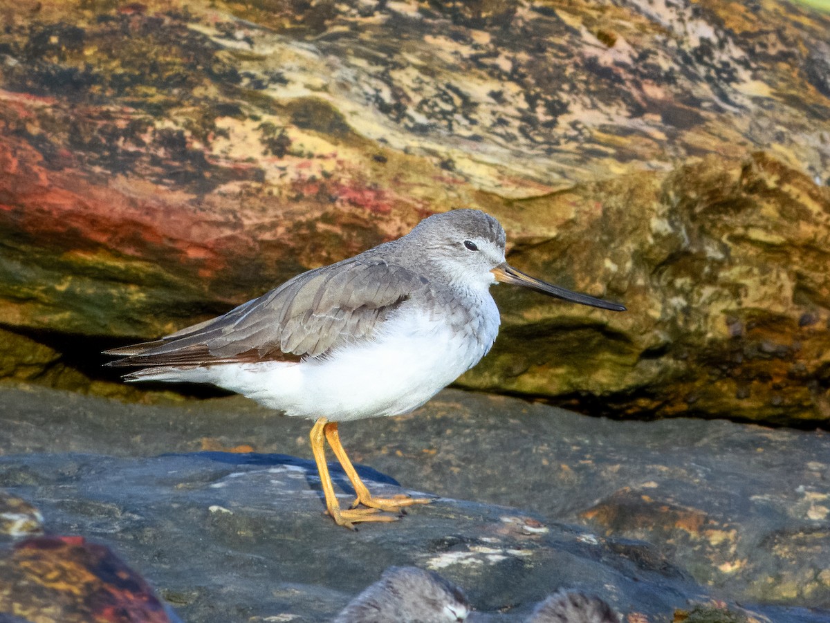 Terek Sandpiper - ML625382461