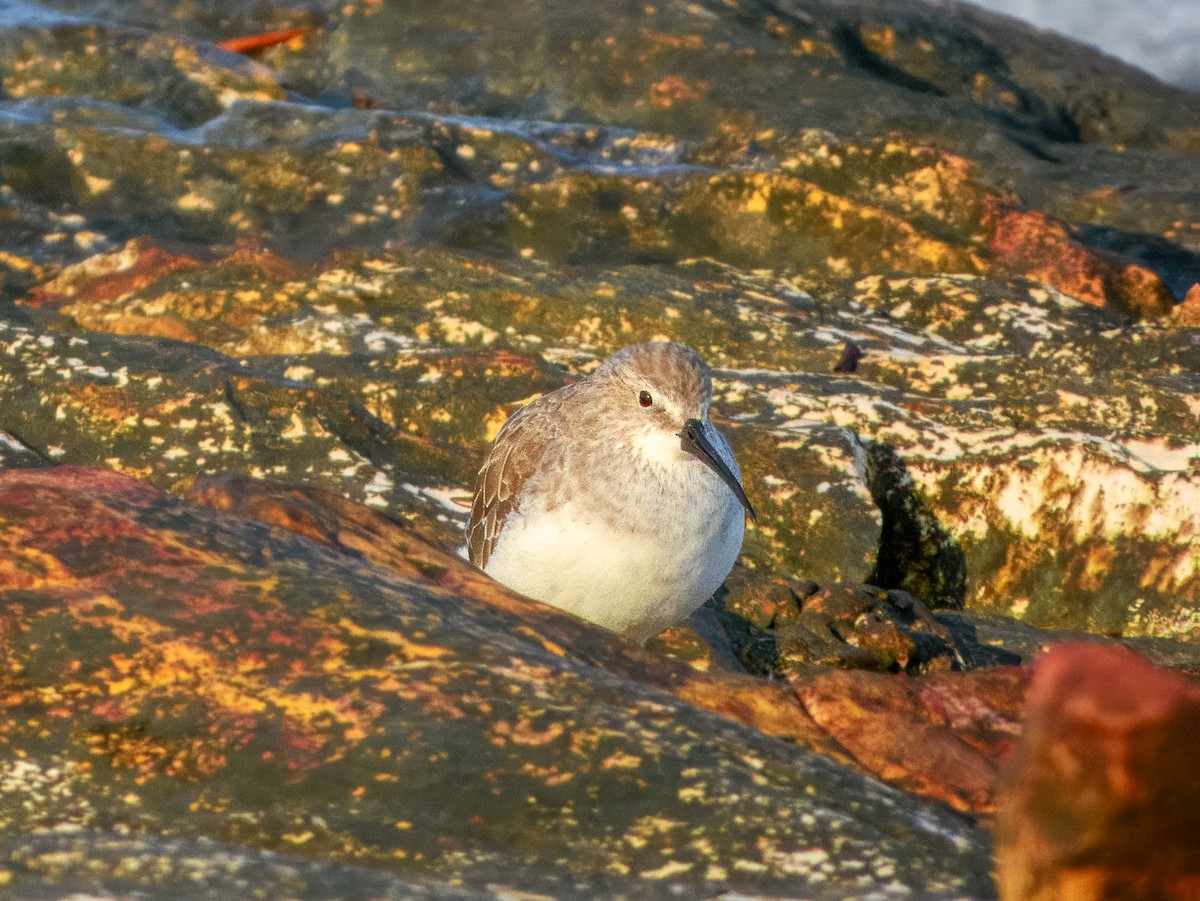 Curlew Sandpiper - ML625382468