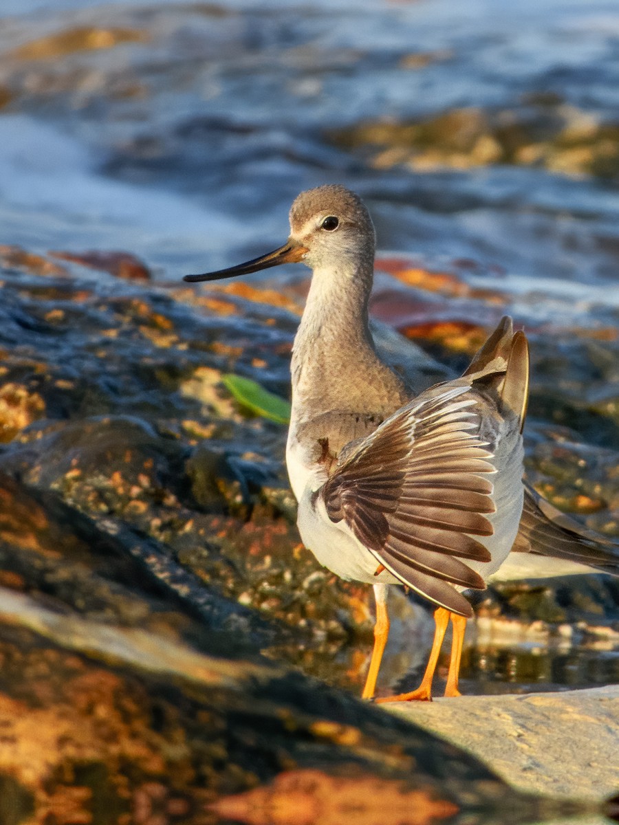 Terek Sandpiper - ML625382470